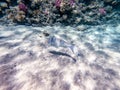 Spangled Emperor fish (Lethrinus Nebulosus) on his coral reef in the Red Sea, Egypt Royalty Free Stock Photo