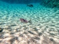 Spangled Emperor fish (Lethrinus Nebulosus) on his coral reef in the Red Sea, Egypt