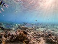 Spangled Emperor fish (Lethrinus Nebulosus) on his coral reef in the Red Sea, Egypt