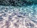 Spangled Emperor fish (Lethrinus Nebulosus) on his coral reef in the Red Sea, Egypt