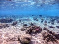 Spangled Emperor fish (Lethrinus Nebulosus) on his coral reef in the Red Sea, Egypt