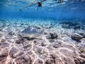 Spangled Emperor fish (Lethrinus Nebulosus) on his coral reef in the Red Sea, Egypt Royalty Free Stock Photo