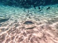 Spangled Emperor fish (Lethrinus Nebulosus) on his coral reef in the Red Sea, Egypt Royalty Free Stock Photo