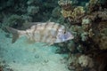 Spangled emperor (lethrinus nebulosus)