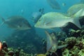 Spangled emperor (lethrinus nebulosus) in the Red Sea. Royalty Free Stock Photo