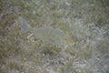 Spangled Emperor in Red Sea