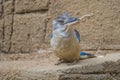 Spangled kookaburra, dacelo tyro, kingfisher