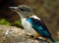 Spangled Kookaburra Kingfisher, South New Guinea Royalty Free Stock Photo