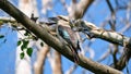 Spangled kookaburra bird perched on a branch
