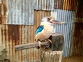 Aru Giant Kingfisher