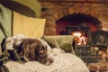 Spaniel on chair Royalty Free Stock Photo