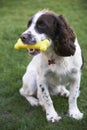 Spaniel Chewing Rubber Toy Bone In Garden