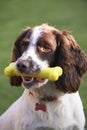 Spaniel Chewing Rubber Toy Bone In Garden