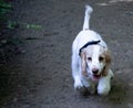 Spaniel cross puppy running towards camera