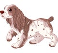 Spaniel dog Royalty Free Stock Photo