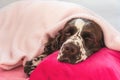 Spaniel dog covered with blanket sleeping on bed Royalty Free Stock Photo