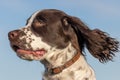 Spaniel dog face. Close-up profile of Sprocker spaniel puppy head