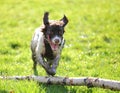 Spaniel dog jumping tree Royalty Free Stock Photo