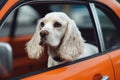 Spaniel dog looks out of the car window close-up. Royalty Free Stock Photo