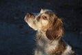 Spaniel Dog. Portrait of a hunting dog. Royalty Free Stock Photo