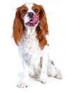 Spaniel dog puppy on white. Funny and cute cavalier king charles spaniel dog puppy on isolated white studio background