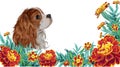 Spaniel dog realistic marigold