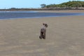 Spaniel Dog on the Sand Royalty Free Stock Photo