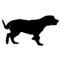 Spaniel dog silhouette on a white background