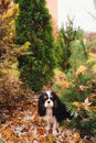 Spaniel dog sitting under marple tree on the ground full of dried leaves