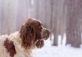 A spaniel dog in a snowy winter forest went out hunting, became alert and looks ahead. The ears and nose are covered in snow Royalty Free Stock Photo