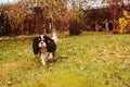 spaniel dog walking in november garden. Royalty Free Stock Photo