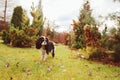 Spaniel dog walking in november garden