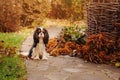 spaniel dog walking in november garden