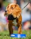 A spaniel drinking from a blue bowl in the park at a dog show.