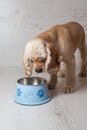 Spaniel eating dog food from his bowl Royalty Free Stock Photo