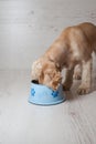 Spaniel eating dog food from his bowl Royalty Free Stock Photo