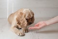 Spaniel eating dog food from his bowl Royalty Free Stock Photo