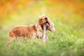 Spaniel in fall background Royalty Free Stock Photo