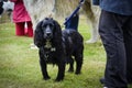 Spaniel with handler Royalty Free Stock Photo