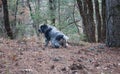 Spaniel hunting dog pees in the autumn forest Royalty Free Stock Photo