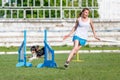 Spaniel jumping over hurdles in agility trial Royalty Free Stock Photo