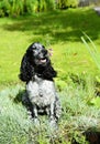 Spaniel lying in the pinks Royalty Free Stock Photo