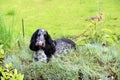 Spaniel lying in the pinks Royalty Free Stock Photo