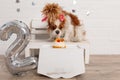 Spaniel with pink bow sniffing cake decorated with fruits and candle on box sitting on wooden bench near number two. Royalty Free Stock Photo