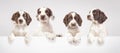 Spaniel puppies Royalty Free Stock Photo