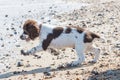 Spaniel puppy on the beach. Profile of active young dog