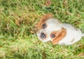 Spaniel puppy closeup Royalty Free Stock Photo