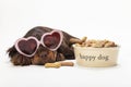 Spaniel Puppy Dog Heart Shaped Glasses by Bowl of Biscuits Royalty Free Stock Photo