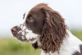Spaniel puppy dog portrait image. Close-up of a spaniel face in profile Royalty Free Stock Photo
