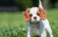 Spaniel puppy face Royalty Free Stock Photo